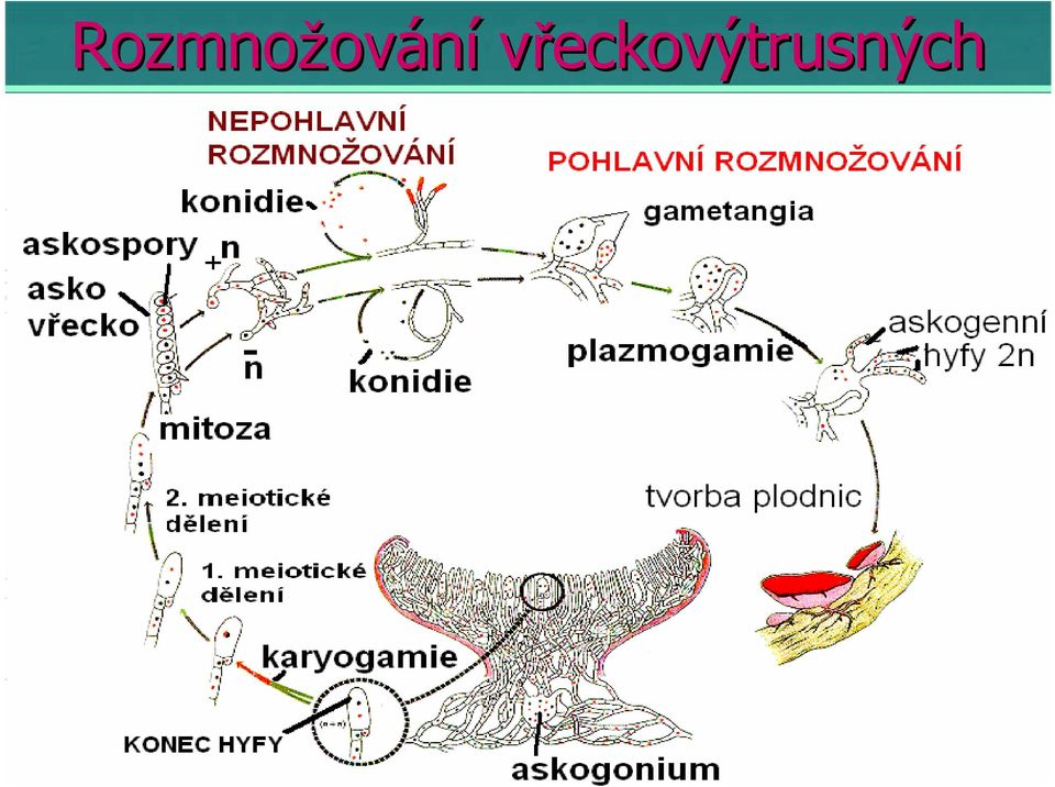 vyrůst stá sekundárn rní (dvoujaderné mycelium) askogenní hyfy na jejich koncích ch dochází ke splynutí jader