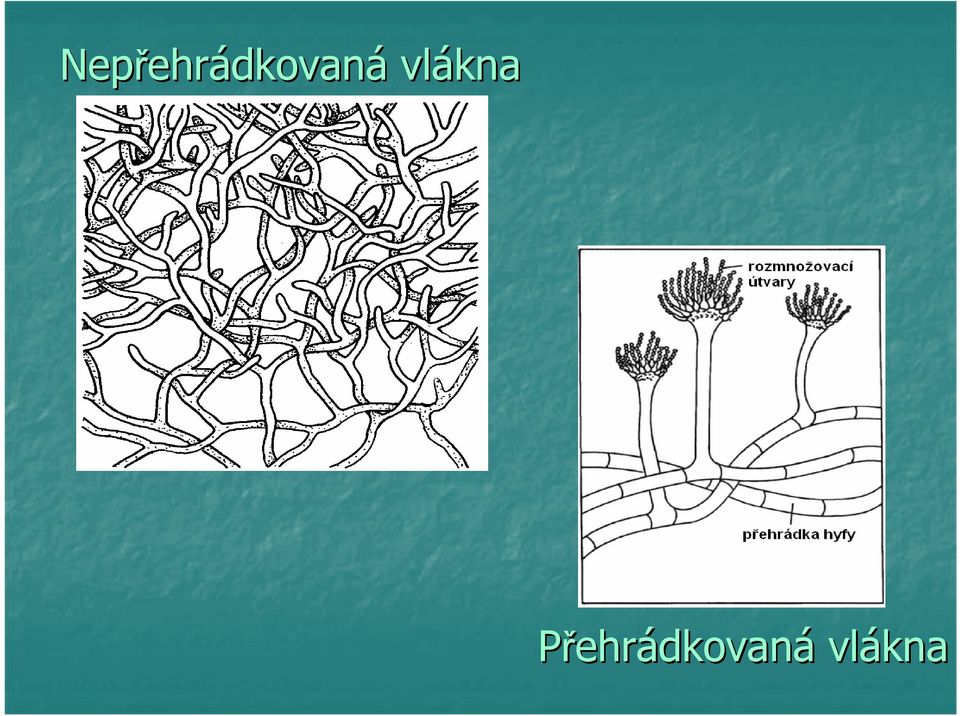 vlákna Př