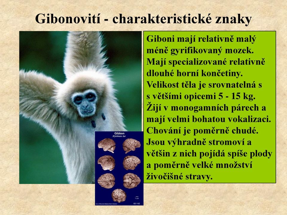 Velikost těla je srovnatelná s s většími opicemi 5-15 kg.