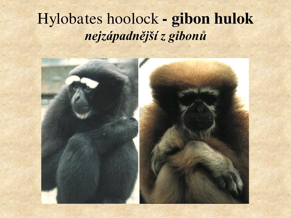 gibon hulok