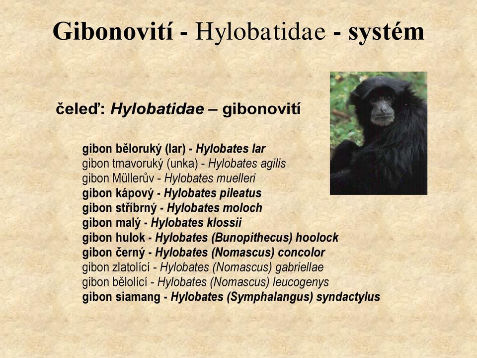 malý - Hylobates klossii gibon hulok - Hylobates (Bunopithecus) hoolock gibon černý - Hylobates (Nomascus) concolor gibon