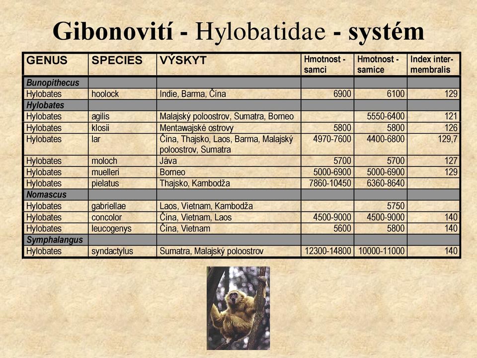 Sumatra Hylobates moloch Jáva 5700 5700 127 Hylobates muelleri Borneo 5000-6900 5000-6900 129 Hylobates pielatus Thajsko, Kambodža 7860-10450 6360-8640 Nomascus Hylobates gabriellae Laos, Vietnam,