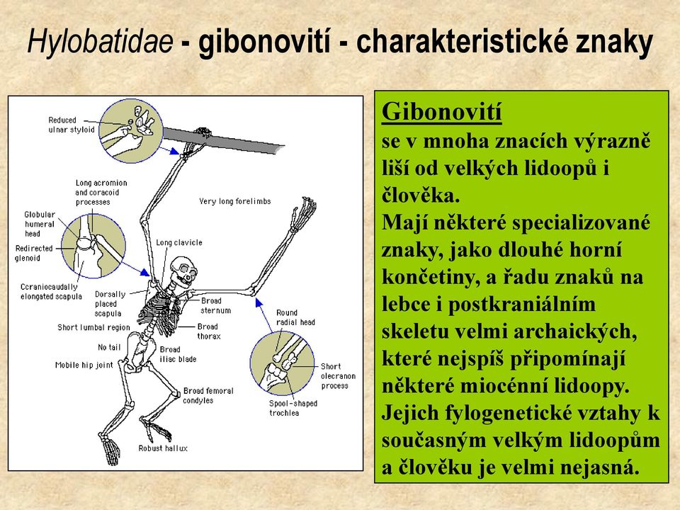 Mají některé specializované znaky, jako dlouhé horní končetiny, a řadu znaků na lebce i