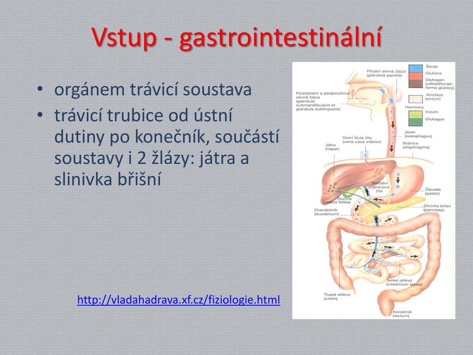 konečník, součástí soustavy i 2 žlázy: játra a