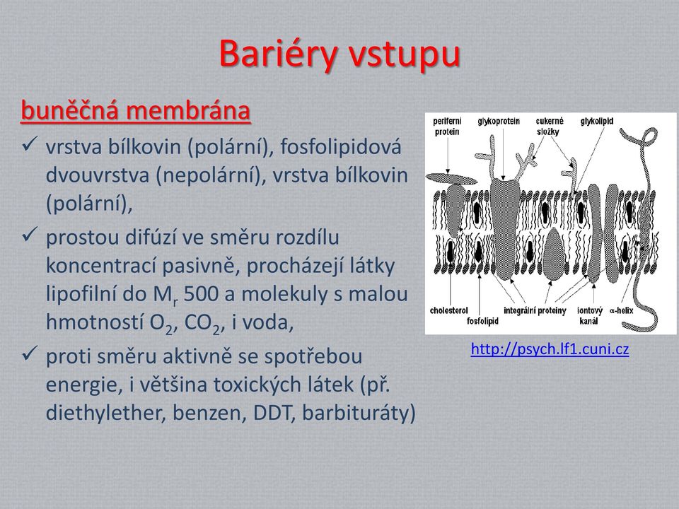 lipofilní do M r 500 a molekuly s malou hmotností O 2, CO 2, i voda, proti směru aktivně se