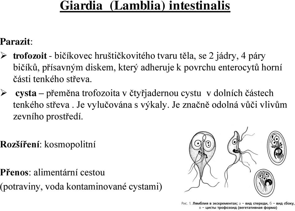 cysta přeměna trofozoita v čtyřjadernou cystu v dolních částech tenkého střeva. Je vylučována s výkaly.