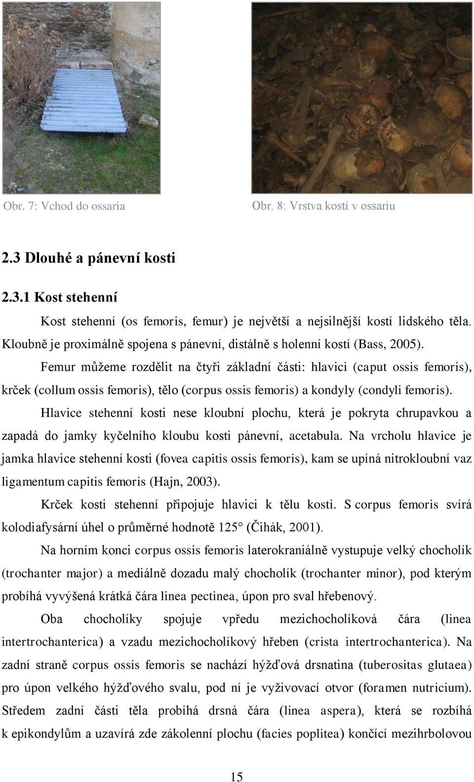 Femur můţeme rozdělit na čtyři základní části: hlavici (caput ossis femoris), krček (collum ossis femoris), tělo (corpus ossis femoris) a kondyly (condyli femoris).