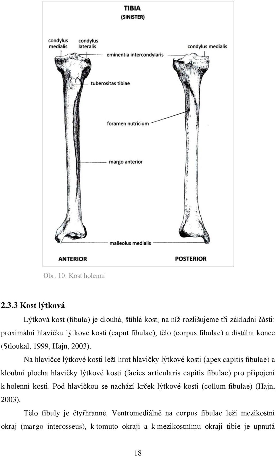 fibulae) a distální konec (Stloukal, 1999, Hajn, 2003).