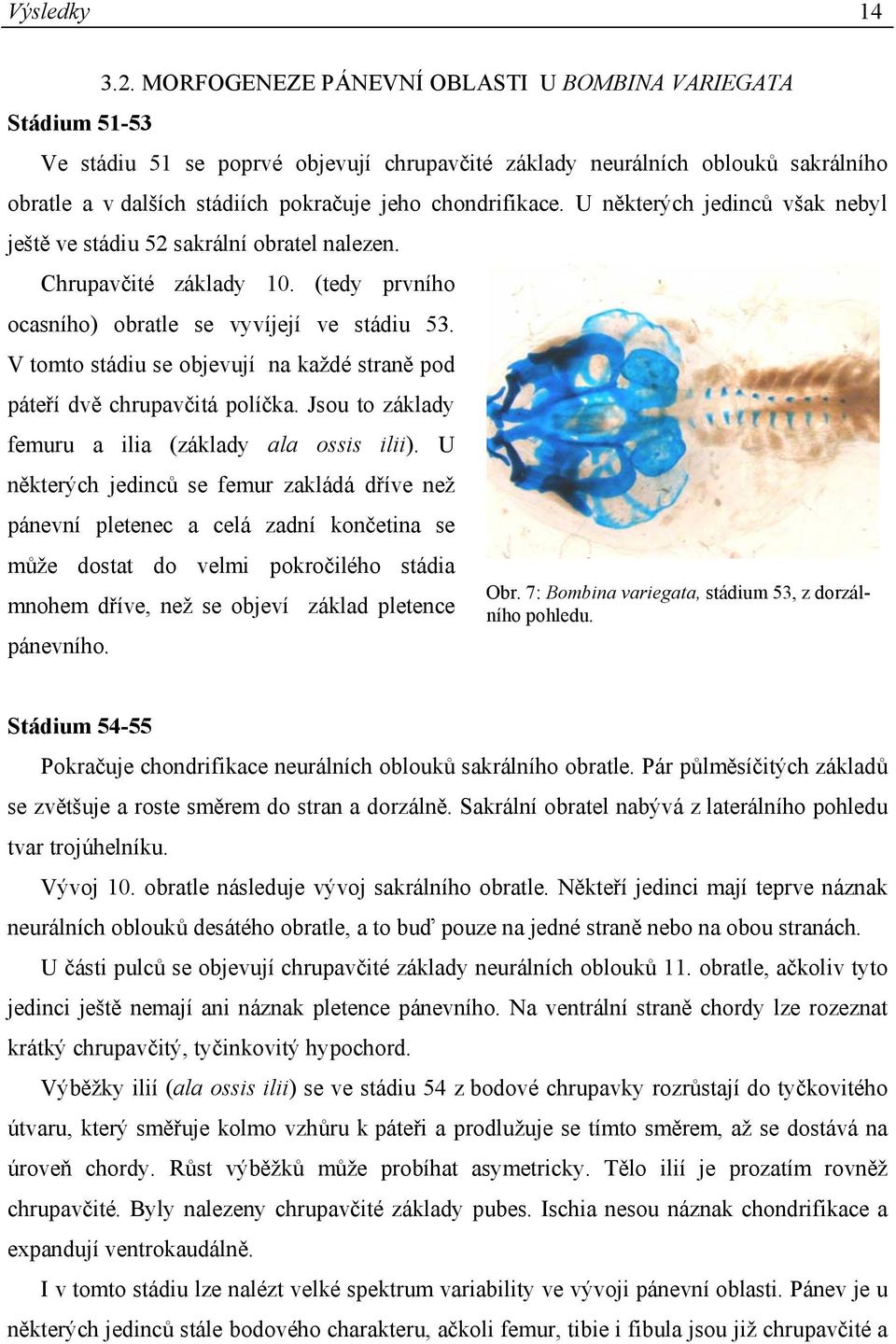 chondrifikace. U některých jedinců však nebyl ještě ve stádiu 52 sakrální obratel nalezen. Chrupavčité základy 10. (tedy prvního ocasního) obratle se vyvíjejí ve stádiu 53.