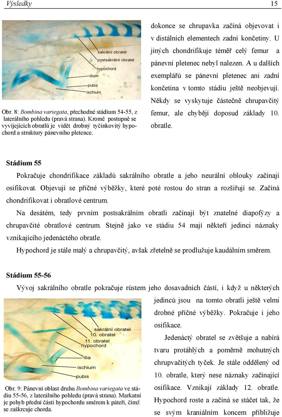 U jiných chondrifikuje téměř celý femur a pánevní pletenec nebyl nalezen. A u dalších exemplářů se pánevní pletenec ani zadní končetina v tomto stádiu ještě neobjevují.