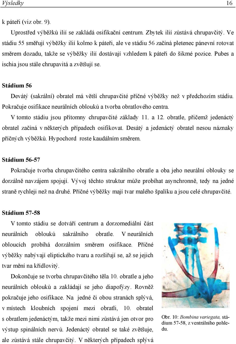 Pubes a ischia jsou stále chrupavitá a zvětšují se. Stádium 56 Devátý (sakrální) obratel má větší chrupavčité příčné výběžky než v předchozím stádiu.
