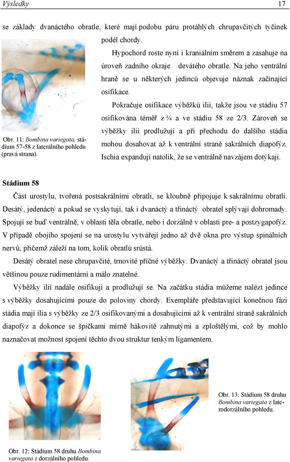 Pokračuje osifikace výběžků ilií, takže jsou ve stádiu 57 osifikována téměř z ¼ a ve stádiu 58 ze 2/3. Zároveň se výběžky ilií prodlužují a při přechodu do dalšího stádia Obr.