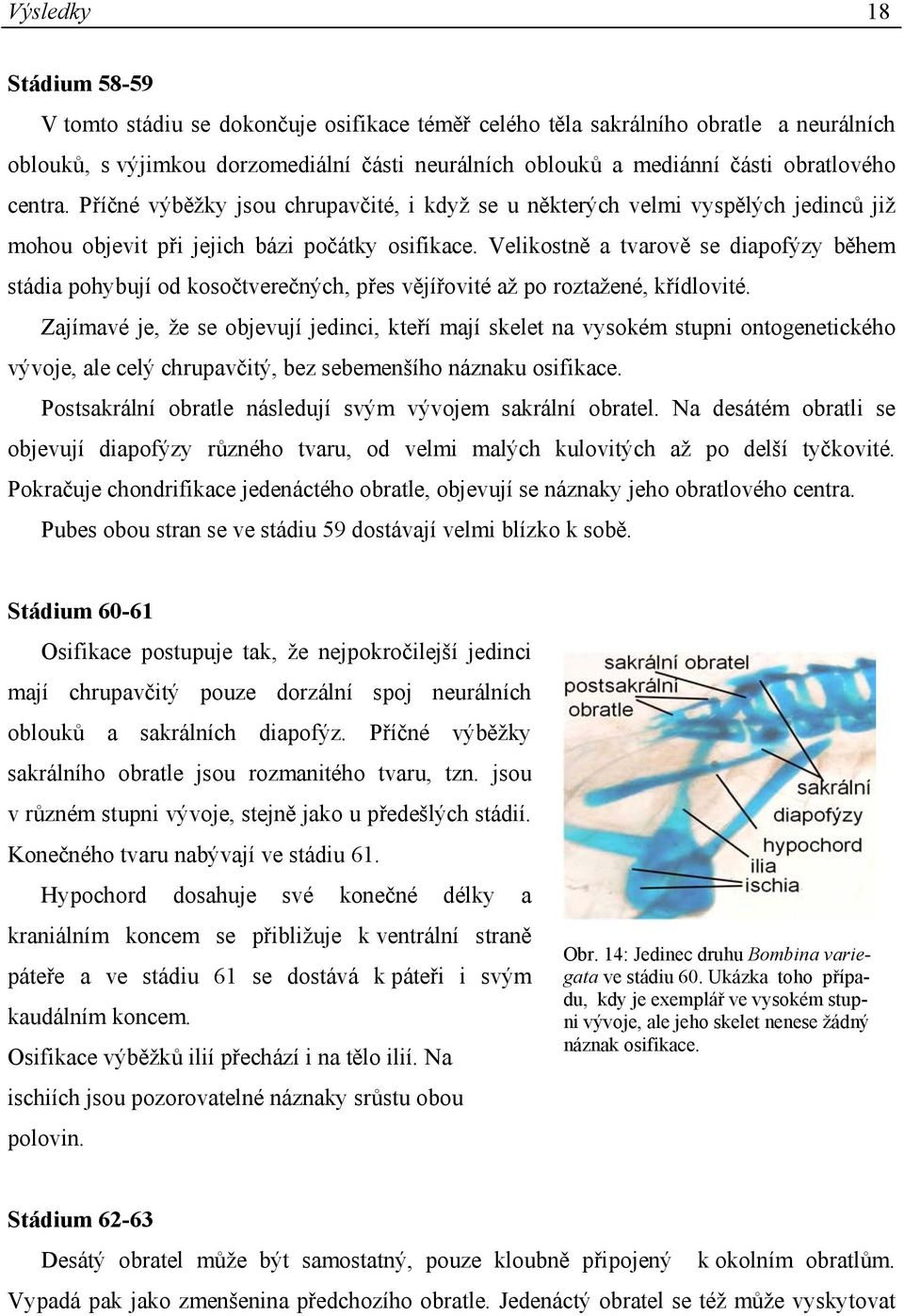 Velikostně a tvarově se diapofýzy během stádia pohybují od kosočtverečných, přes vějířovité až po roztažené, křídlovité.