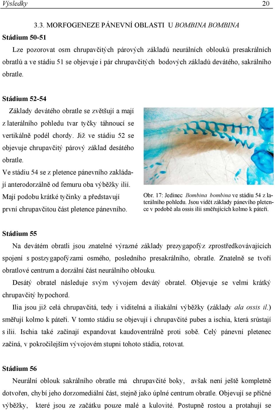 bodových základů devátého, sakrálního obratle. Stádium 52-54 Základy devátého obratle se zvětšují a mají z laterálního pohledu tvar tyčky táhnoucí se vertikálně podél chordy.