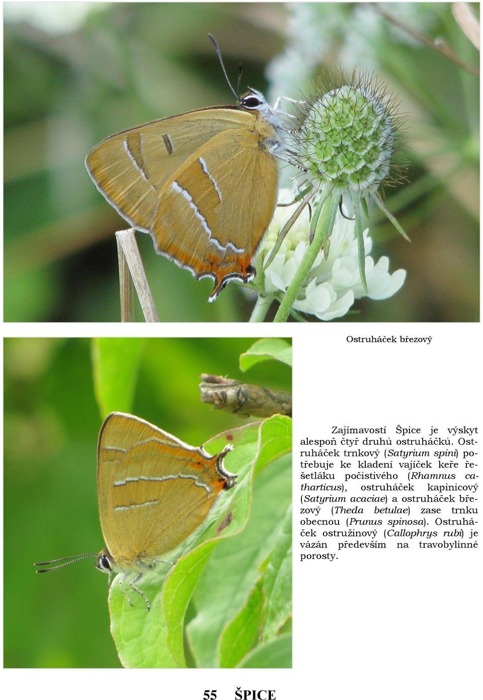 catharticus), ostruháček kapinicový (Satyrium acaciae) a ostruháček březový (Theda betulae) zase