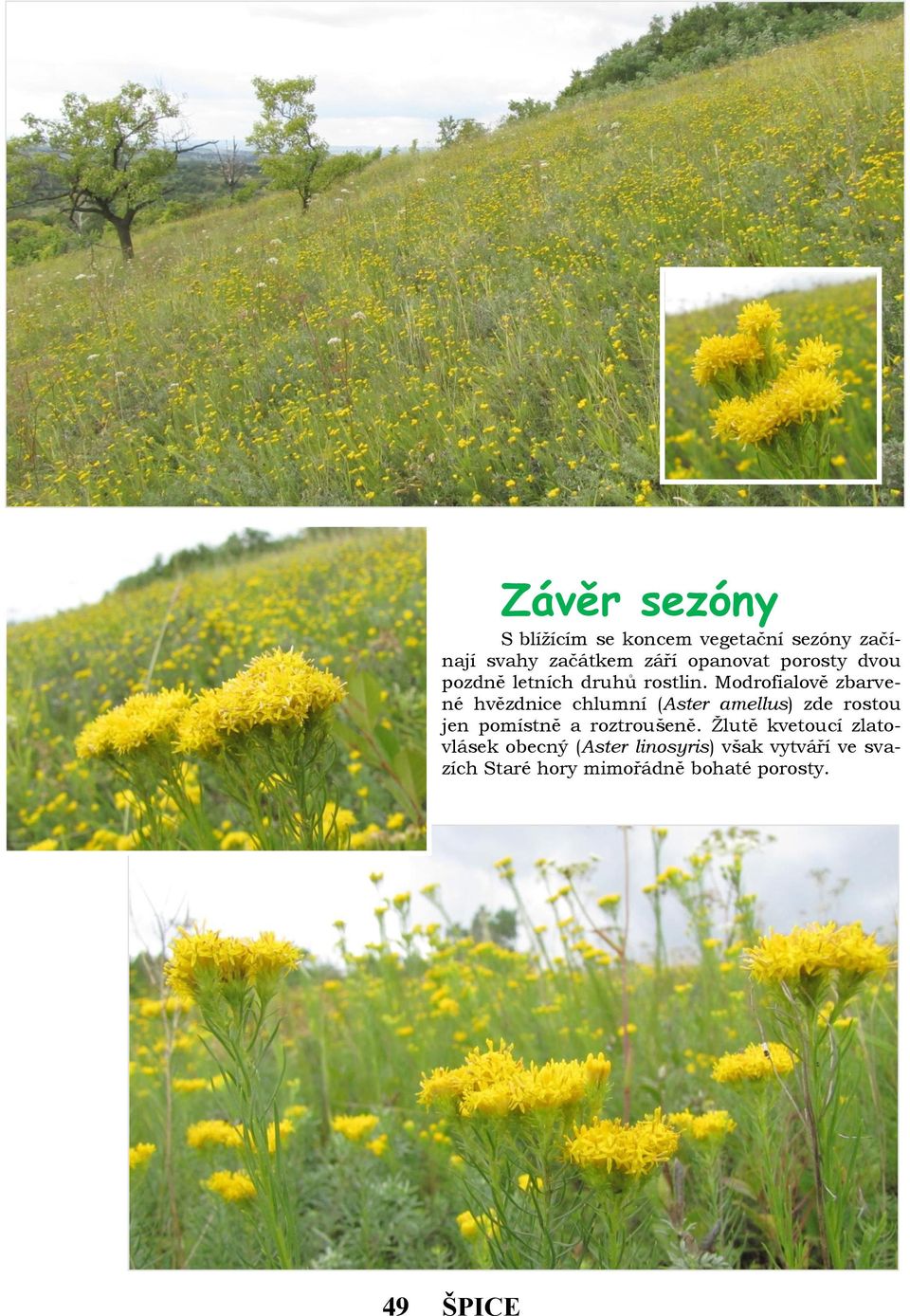 Modrofialově zbarvené hvězdnice chlumní (Aster amellus) zde rostou jen pomístně a