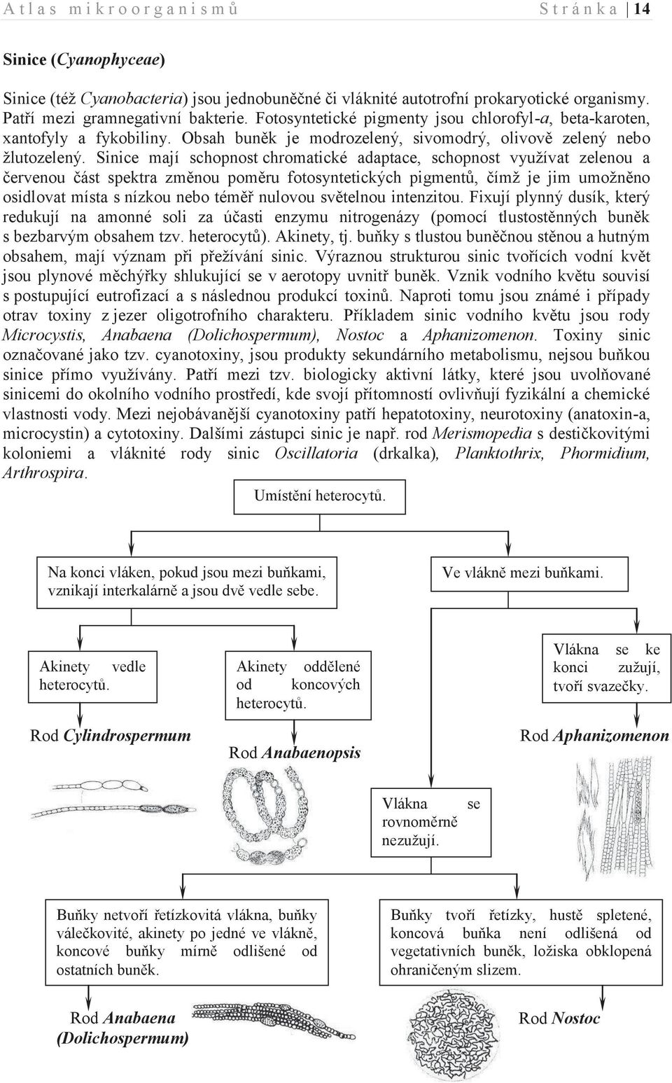 Sinice mají schopnost chromatické adaptace, schopnost využívat zelenou a červenou část spektra změnou poměru fotosyntetických pigmentů, čímž je jim umožněno osidlovat místa s nízkou nebo téměř