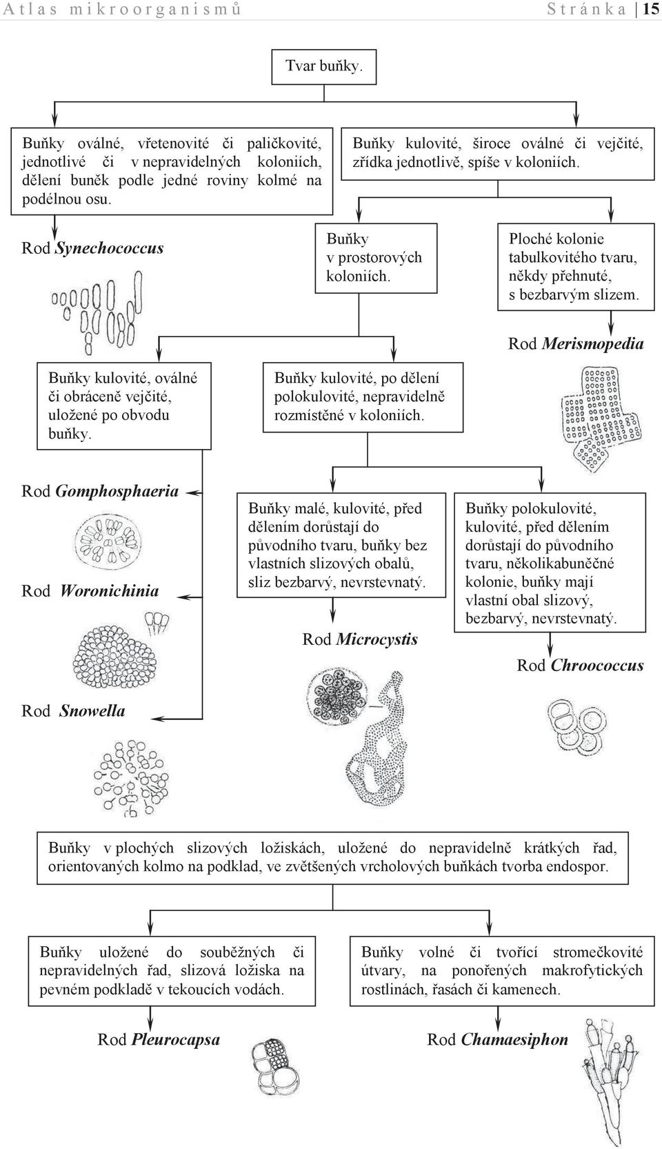 Buňky kulovité, široce oválné či vejčité, zřídka jednotlivě, spíše v koloniích. Synechococcus Buňky v prostorových koloniích. Ploché kolonie tabulkovitého tvaru, někdy přehnuté, s bezbarvým slizem.