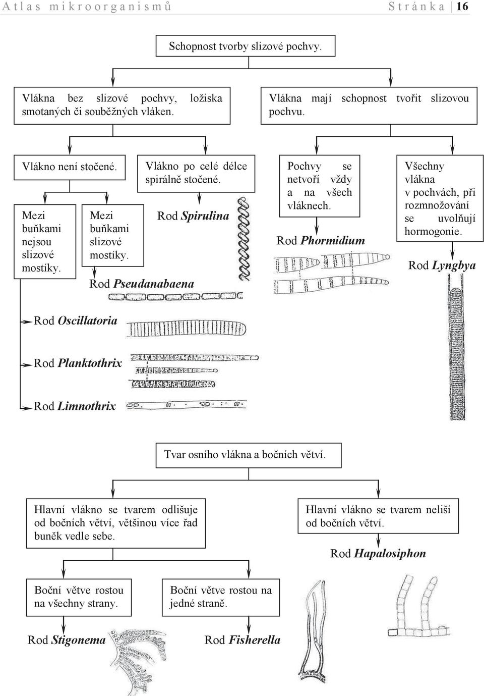 Phormidium Všechny vlákna v pochvách, při rozmnožování se uvolňují hormogonie. Lyngbya Oscillatoria Planktothrix Limnothrix Tvar osního vlákna a bočních větví.