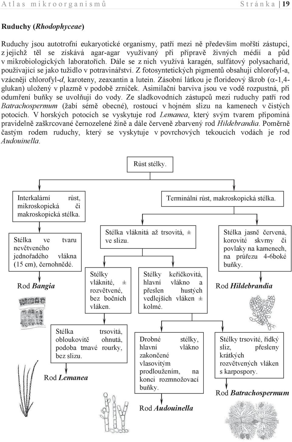 Z fotosyntetických pigmentů obsahují chlorofyl-a, vzácněji chlorofyl-d, karoteny, zeaxantin a lutein. Zásobní látkou je florideový škrob (a-1,4- glukan) uložený v plazmě v podobě zrníček.