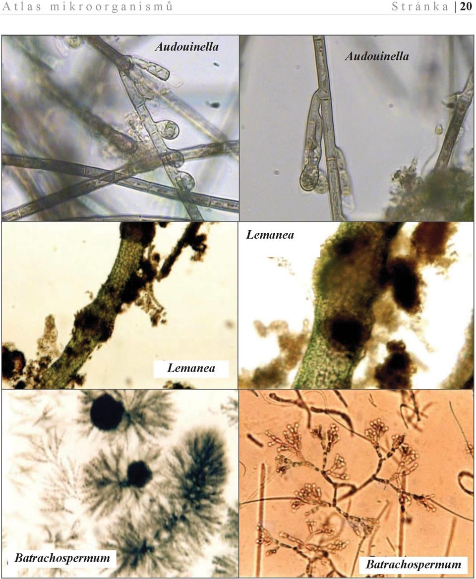 Audouinella Audouinella Lemanea