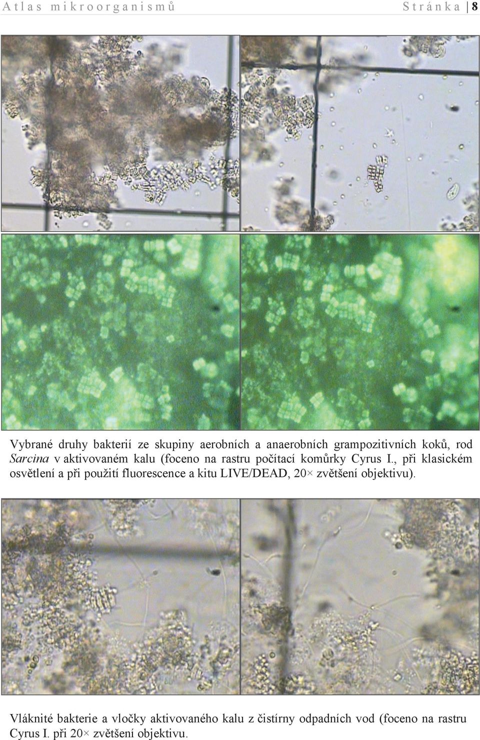 I., při klasickém osvětlení a při použití fluorescence a kitu LIVE/DEAD, 20 zvětšení objektivu).