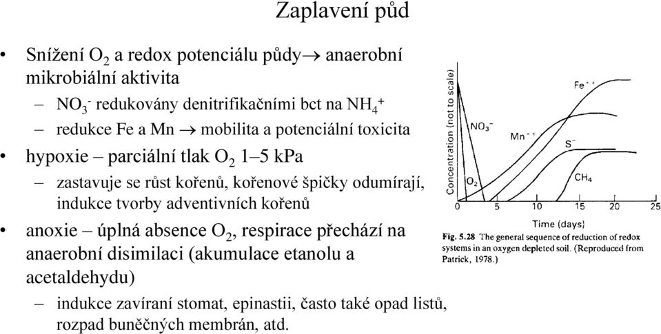 kořenové špičky odumírají, indukce tvorby adventivních kořenů anoxie úplná absence O 2, respirace přechází na anaerobní