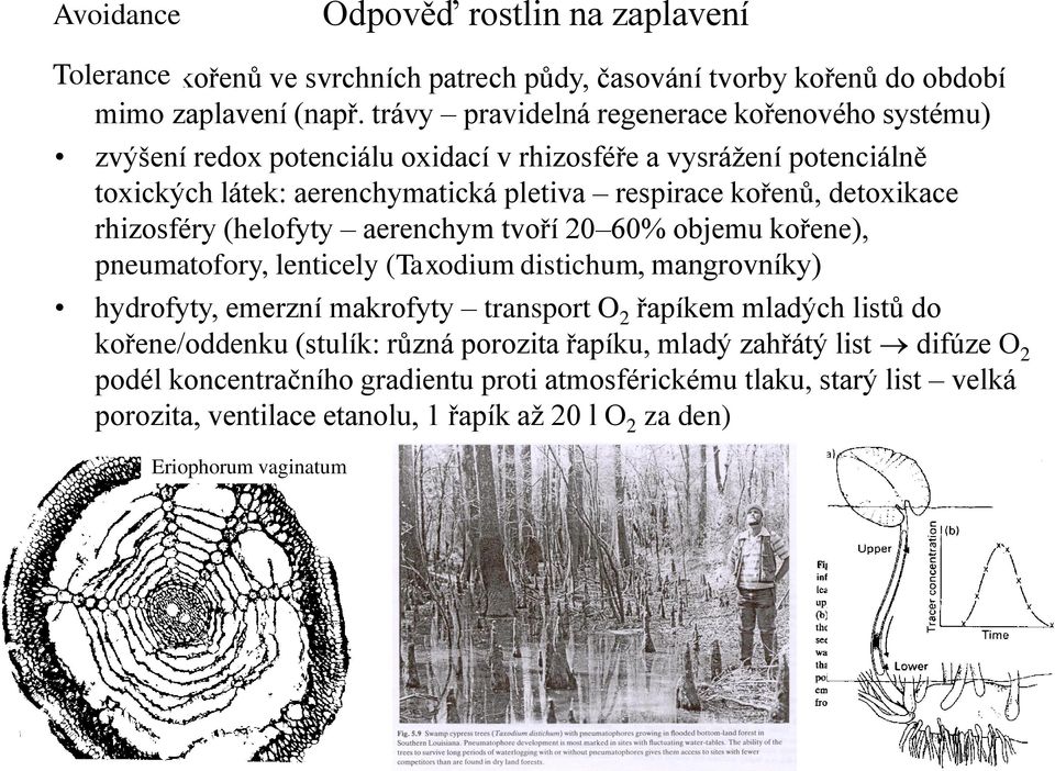 vzhledem k závislosti mitózy na O 2, relativní tolerance dána toxických látek: aerenchymatická pletiva respirace kořenů, detoxikace délkou doby, po které je anoxie pro rostlinu letální rhizosféry