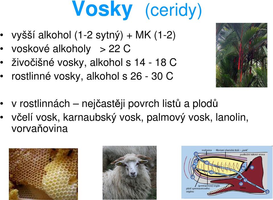 vosky, alkohol s 26-30 C v rostlinnách nejčastěji povrch listů