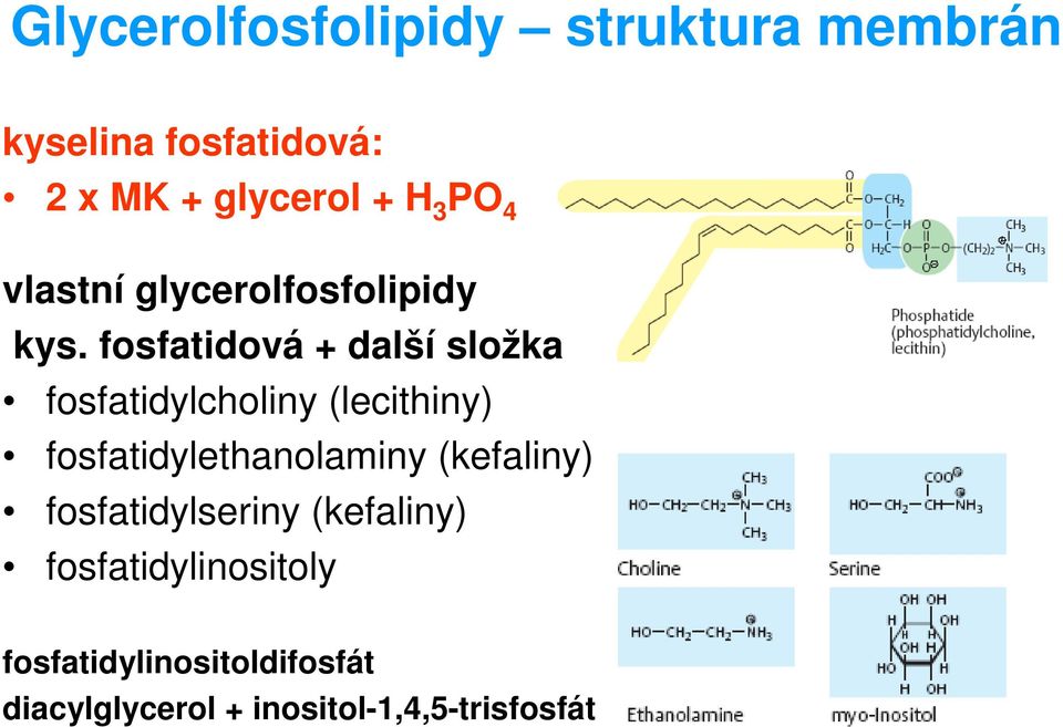 fosfatidová + další složka fosfatidylcholiny (lecithiny) fosfatidylethanolaminy