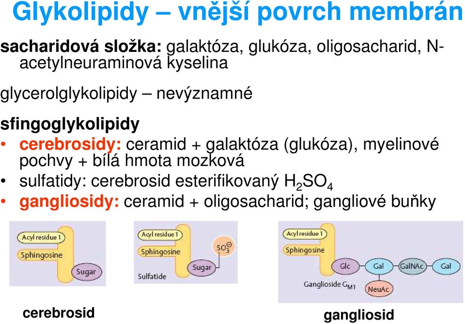 ceramid + galaktóza (glukóza), myelinové pochvy + bílá hmota mozková sulfatidy: cerebrosid