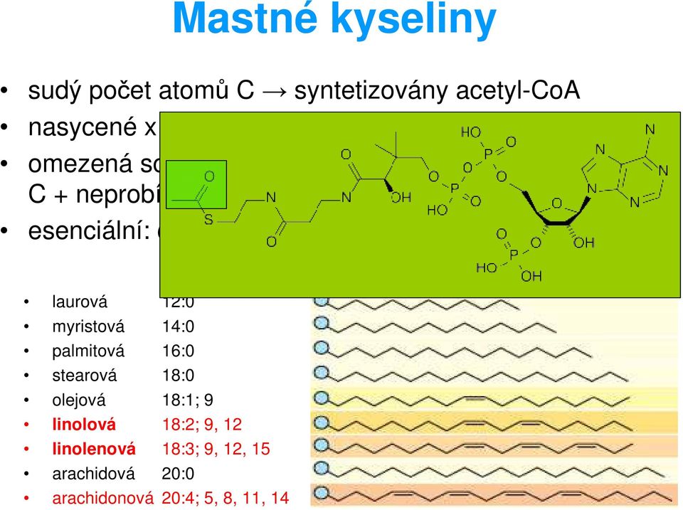 kratších než 16C esenciální: ω6, ω3 laurová 12:0 myristová 14:0 palmitová 16:0 stearová 18:0