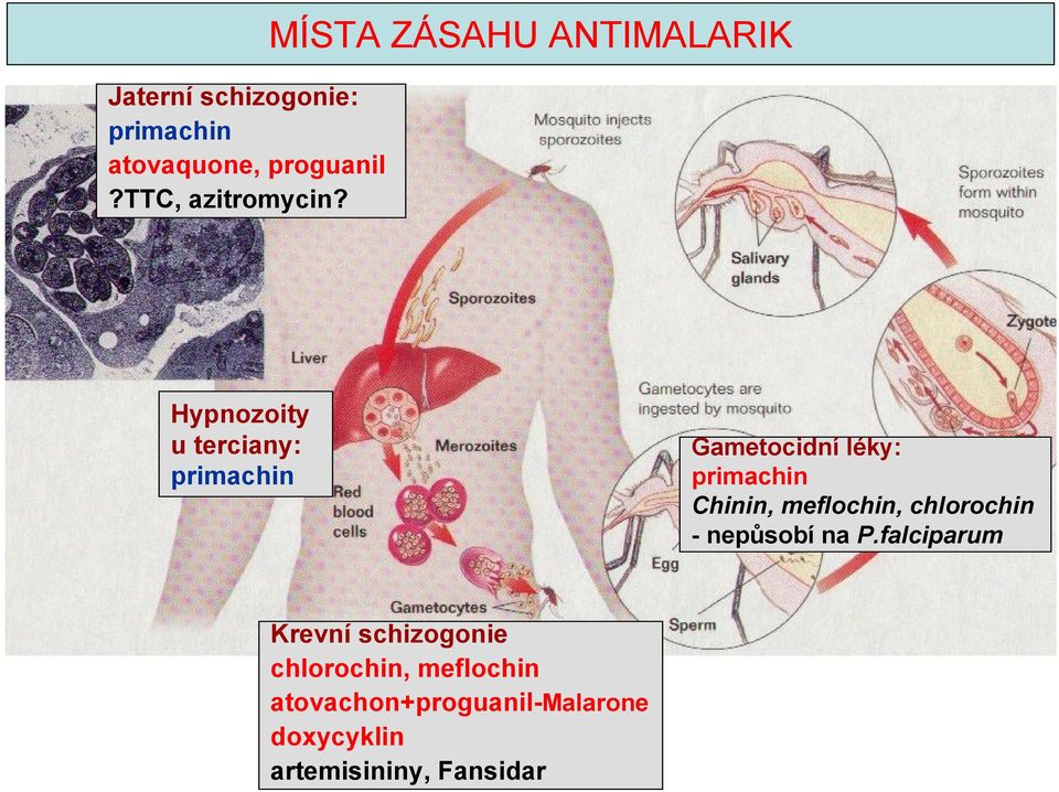 primachin Chinin, meflochin, chlorochin -nepůsobí na P.