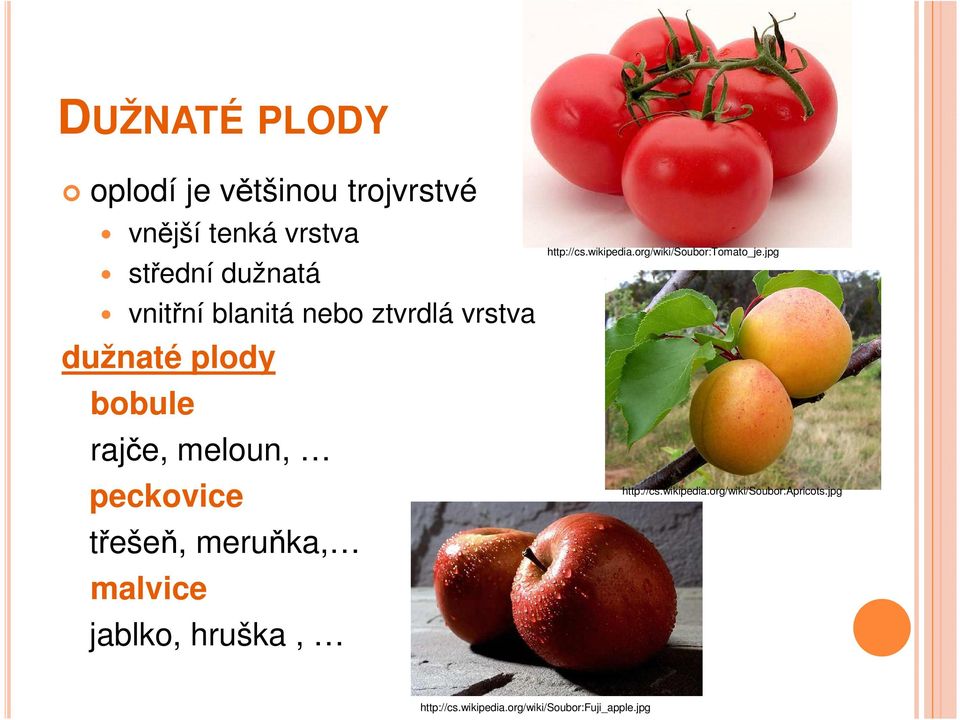 meruňka, malvice jablko, hruška, http://cs.wikipedia.org/wiki/soubor:tomato_je.