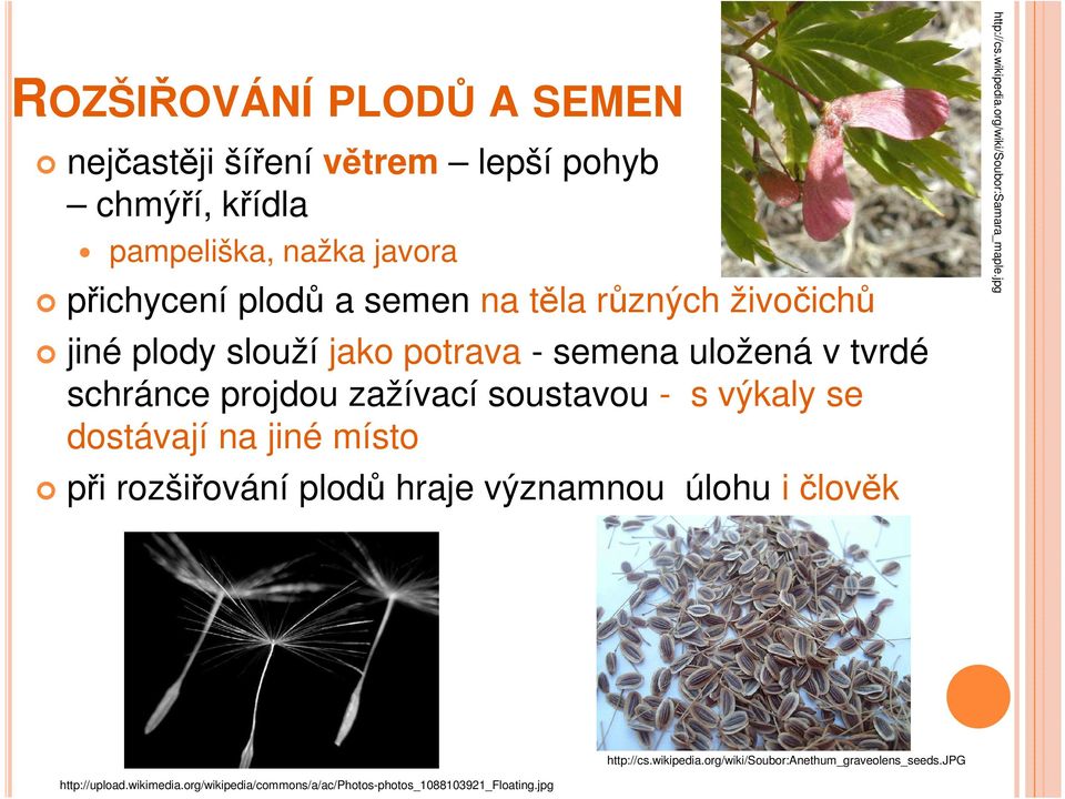 na jiné místo při rozšiřování plodů hraje významnou úlohu i člověk http://cs.wikipedia.org/wiki/soubor:samara_maple.jpg http://cs.