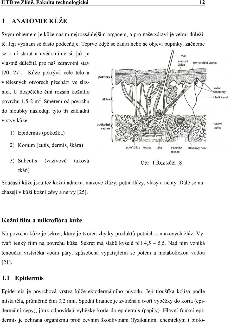 Kůže pokrývá celé tělo a v tělesných otvorech přechází ve sliznici. U dospělého činí rozsah kožního povrchu 1,5-2 m 2.