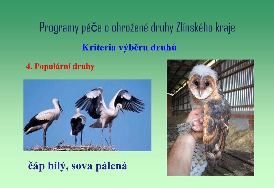 Populární druhy Kriteria