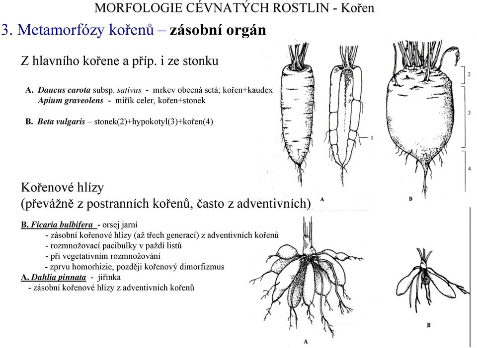 Beta vulgaris stonek(2)+hypokotyl(3)+kořen(4) Kořenové hlízy (převážně z postranních kořenů, často z adventivních) B.