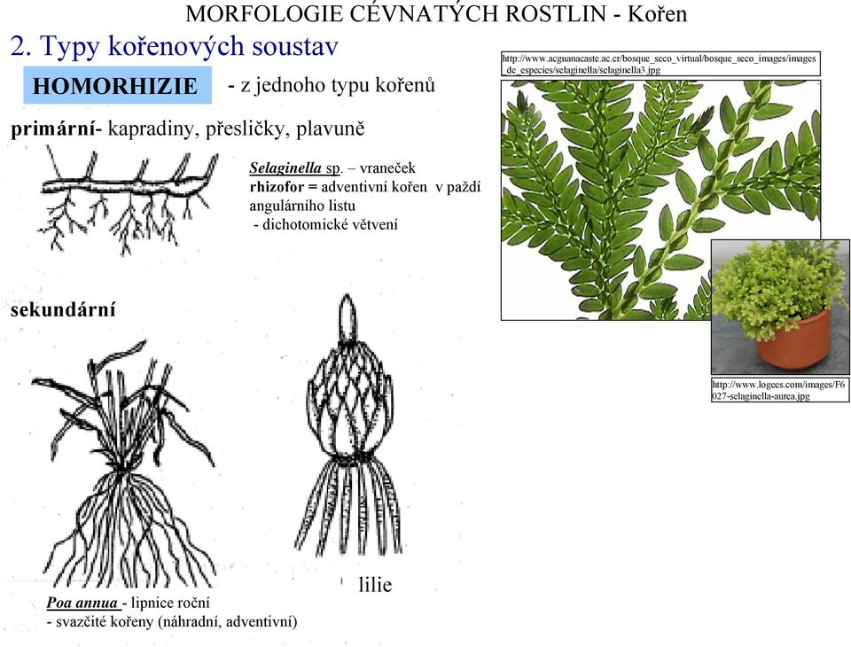 jpg a Selaginella sp.