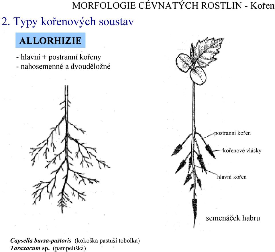 postranní kořen kořenové vlásky hlavní kořen c semenáček habru