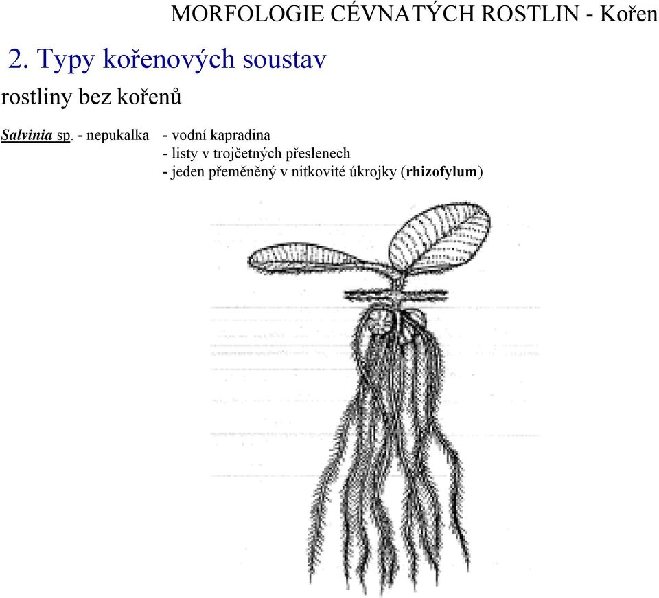 - nepukalka - vodní kapradina - listy v trojčetných