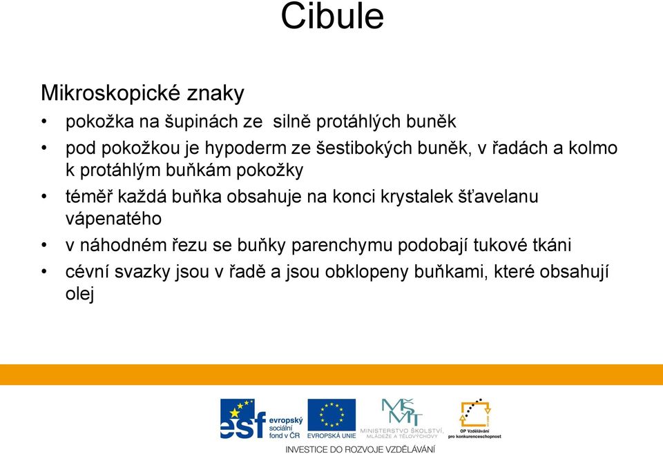 buňka obsahuje na konci krystalek šťavelanu vápenatého v náhodném řezu se buňky