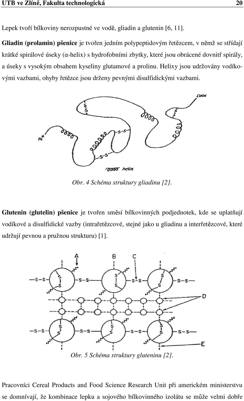 obsahem kyseliny glutamové a prolinu. Helixy jsou udržovány vodíkovými vazbami, ohyby řetězce jsou drženy pevnými disulfidickými vazbami. Obr. 4 Schéma struktury gliadinu [2].
