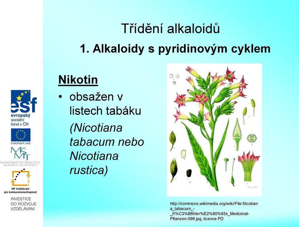 tabáku (Nicotiana tabacum nebo Nicotiana rustica)
