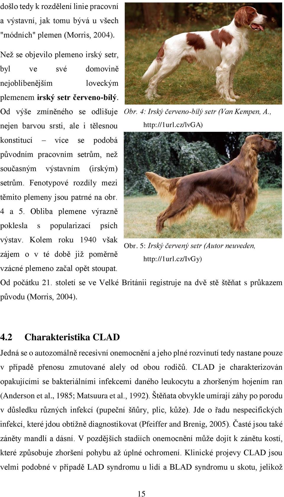 4: Irský červeno-bílý setr (Van Kempen, A., http://1url.cz/lvga) konstitucí více se podobá původním pracovním setrům, než současným výstavním (irským) setrům.