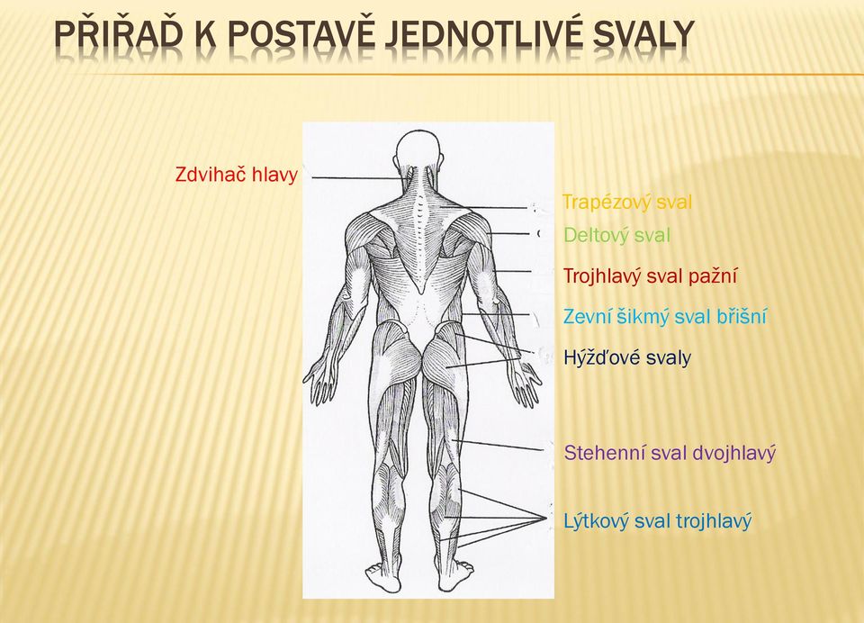 sval pažní Zevní šikmý sval břišní Hýžďové