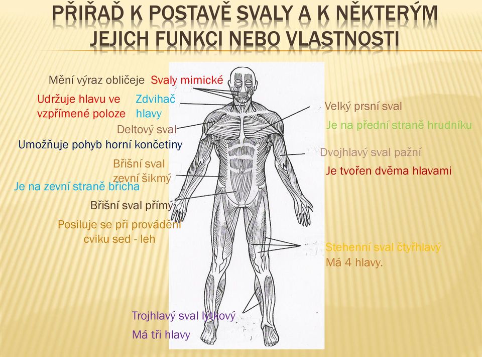 břicha Břišní sval přímý Posiluje se při provádění cviku sed - leh Svaly mimické Velký prsní sval Je na přední