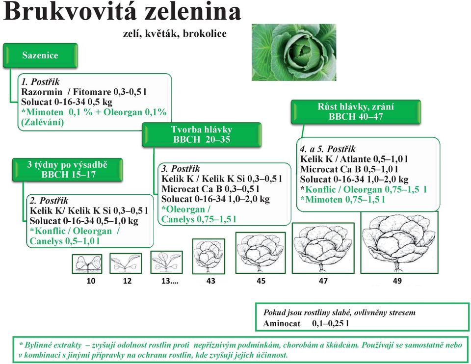 Postřik Kelik K/ Kelik K Si 0,3 0,5 l Solucat 0-16-34 0,5 1,0 kg *Konflic / Oleorgan / Canelys 0,5 1,0 l Tvorba hlávky BBCH 20 35 3.