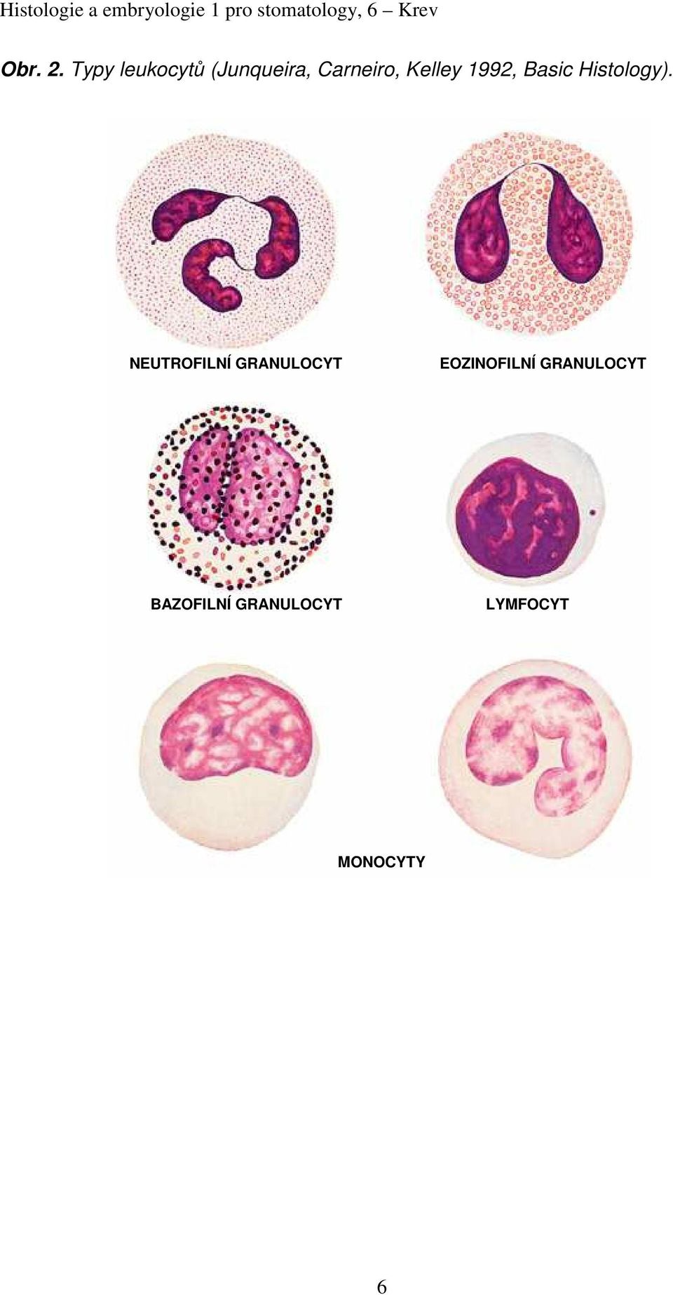 Kelley 1992, Basic Histology).