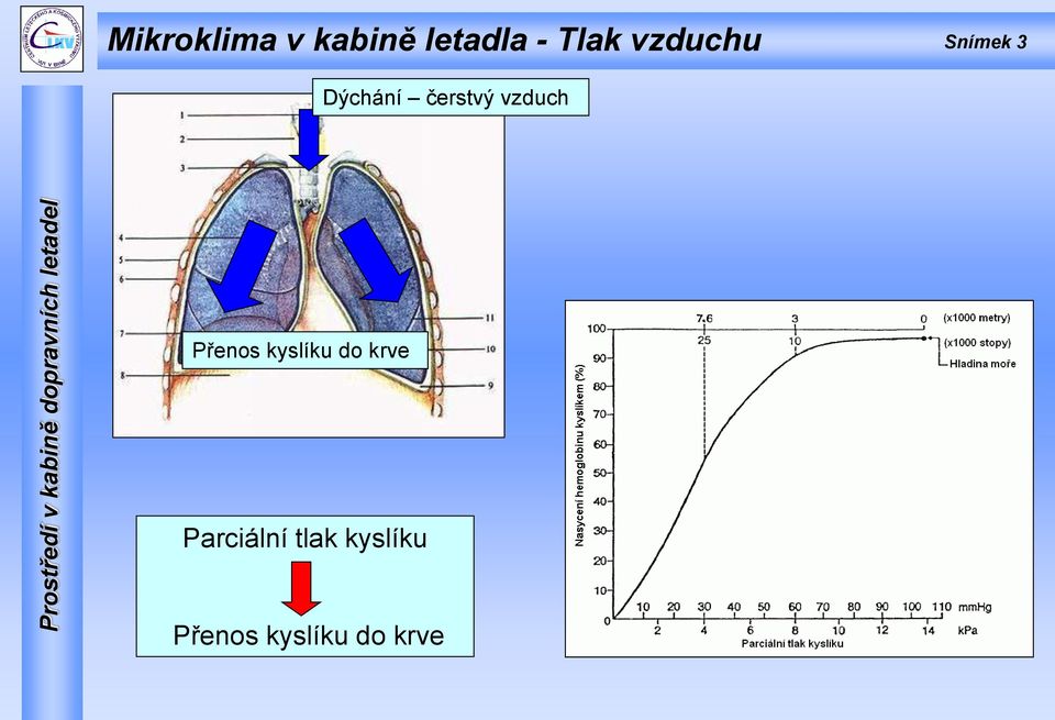 vzduch Přenos kyslíku do krve